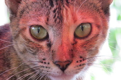 Close-up portrait of cat