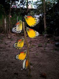 Close-up of yellow butterfly on land