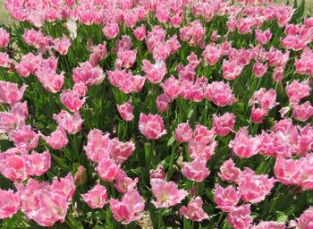 High angle view of pink flowers blooming outdoors