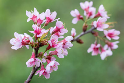 Close-up of pink cherry blossoms