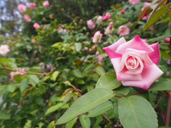 Close-up of pink rose blooming outdoors