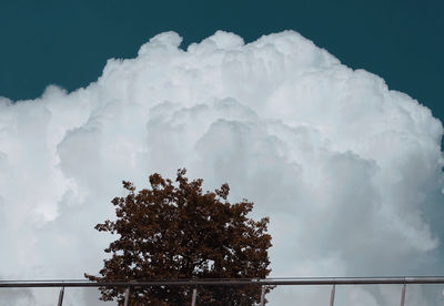 Low angle view of trees against sky during winter