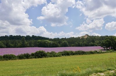 Scenic view of field against sky