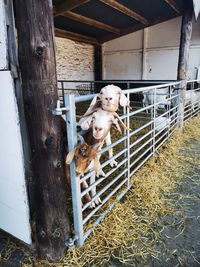 Cows in a stable