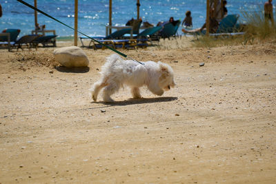 Dog on beach