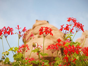 Close-up of pink flowers in front of plants