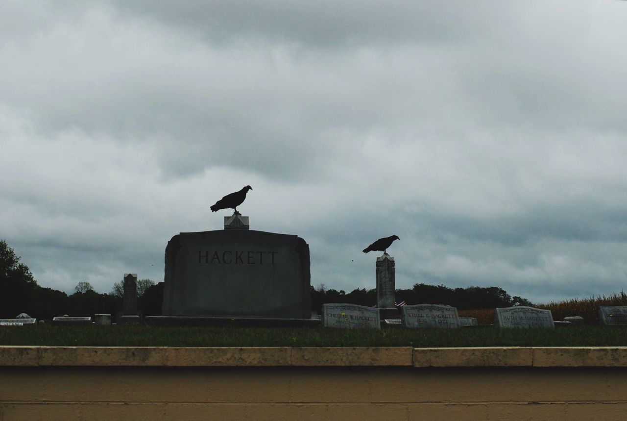 SEAGULL PERCHING ON A BIRD