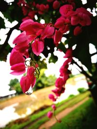 Close-up of bee on pink flowers