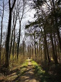 Road amidst trees in forest