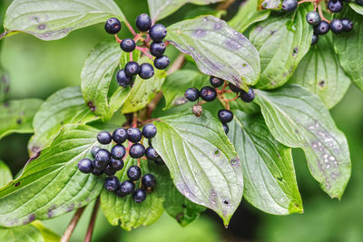 Close-up of berries growing on plant