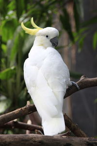 Close-up of sulphur crested cockatoo perching on tree