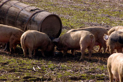Pigs in free range husbandry, animal welfare in pig farming