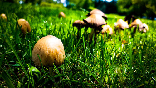 Close-up of mushrooms growing on land