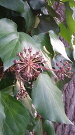 Close-up of fresh green leaves