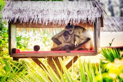 Close-up of monkey
