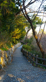 Footpath amidst trees during autumn