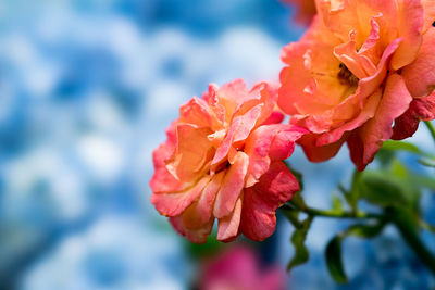 Close-up of red rose flower