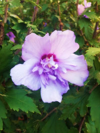 Close-up of pink flower