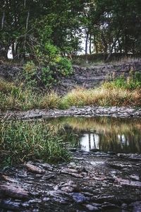 Reflection of trees in pond