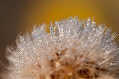 Close-up of white flower