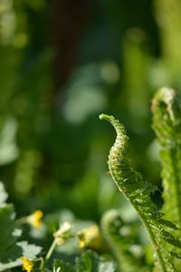 Close-up of fern outdoors