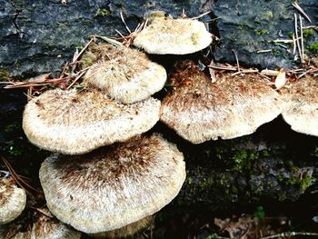 Close-up of mushrooms on tree trunk