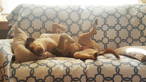 Dog sleeping on sofa at home