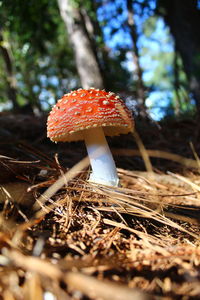 Close-up of mushroom on field