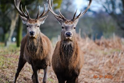 Deer in a field