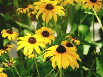 Close-up of yellow flower