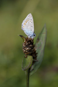 Close-up of butterfly pollinating flower