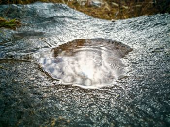 High angle view of turtle in water