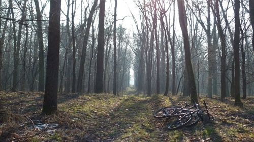 Trees in forest against sky