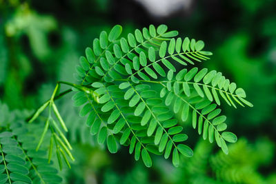 Close-up of green acacia leaves and a soft focus background