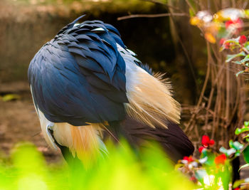 Close-up of bird perching on a plant