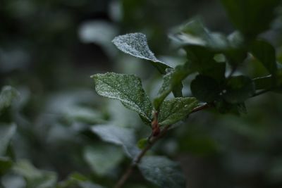 Close-up of fresh green leaves