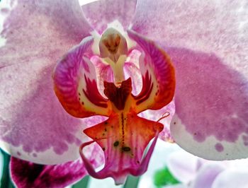 Close-up of flowers