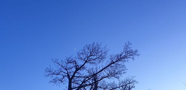 Low angle view of bare tree against clear blue sky