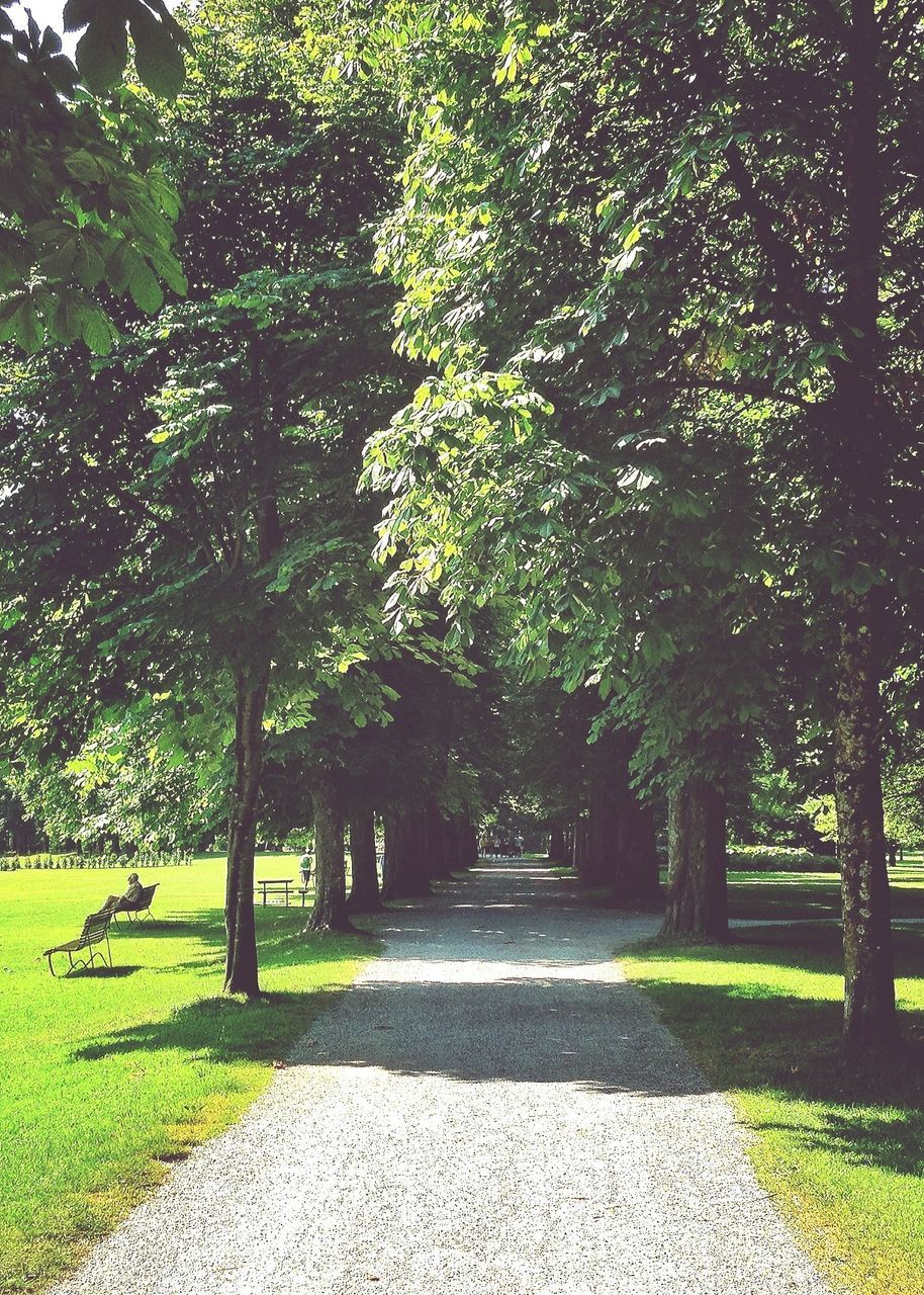 tree, the way forward, footpath, growth, green color, tranquility, park - man made space, grass, nature, shadow, treelined, sunlight, tree trunk, branch, tranquil scene, walkway, beauty in nature, diminishing perspective, empty, pathway