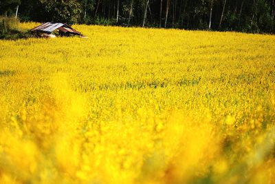 Yellow flowers on field