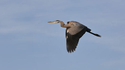 Low angle view of bird flying in sky