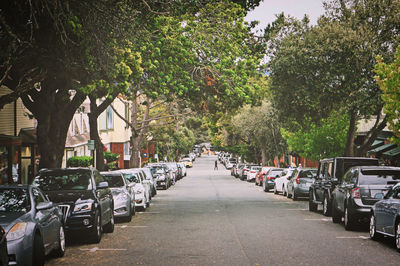 View of trees in row