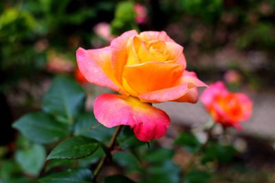 Close-up of pink flower blooming outdoors