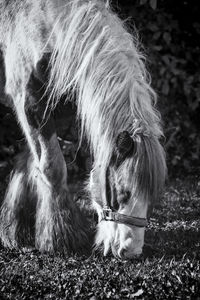 Close-up of horse