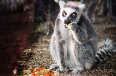 Portrait of monkey sitting outdoors