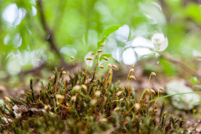 Close-up of small plant growing on field