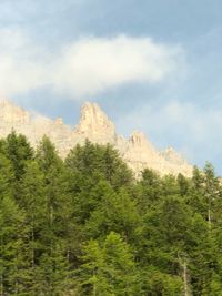 Scenic view of pine trees against sky