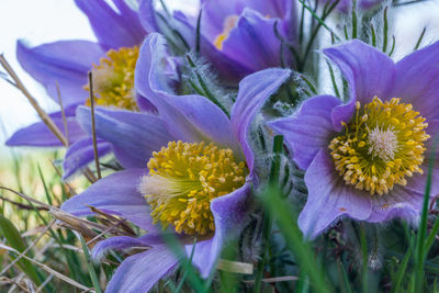 Close-up of purple flowering plants
