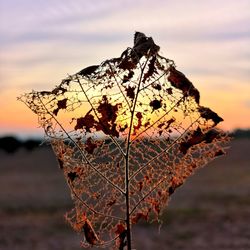 Close-up of dried leaves on land against sky during sunset