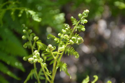 Close-up of flowering plant